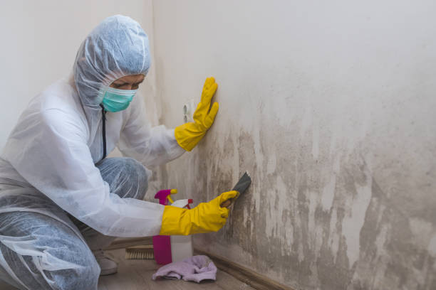 Why You Should Choose Our Mold Remediation Services in Folsom, PA